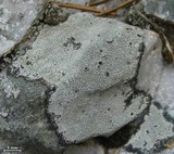 Bellemerea alpina image
