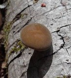 Simocybe centunculus var. centunculus image