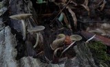 Simocybe centunculus var. centunculus image