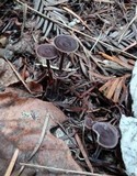 Gymnopus villosipes image