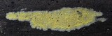 Mycoacia uda image