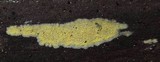 Mycoacia uda image