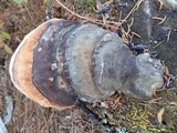Fomitopsis mounceae image