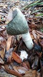 Phallus ravenelii image