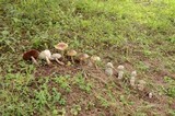 Hypomyces hyalinus image