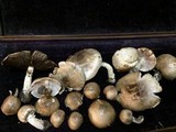 Agaricus subrufescens image