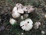 Agaricus subrufescens image