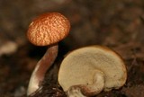 Boletus longicurvipes image