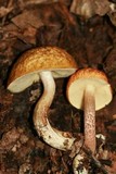 Boletus longicurvipes image