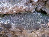 Micarea peliocarpa image