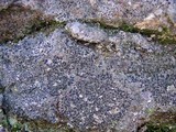 Micarea peliocarpa image