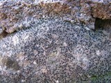 Micarea peliocarpa image