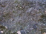 Micarea peliocarpa image
