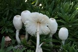 Leucocoprinus cepistipes image