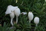 Leucocoprinus cepistipes image