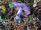 Cortinarius occidentalis image