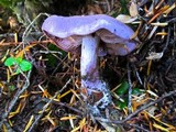 Cortinarius occidentalis image