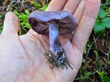 Cortinarius occidentalis image
