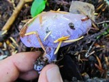 Cortinarius occidentalis image