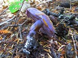 Cortinarius occidentalis image