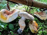 Tricholoma focale image