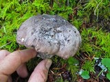 Boletopsis grisea image