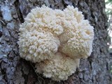Hericium abietis image