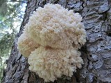 Hericium abietis image