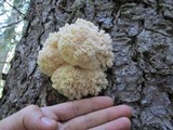 Hericium abietis image