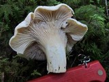 Cantharellus subalbidus image