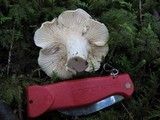 Cantharellus subalbidus image