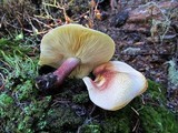 Tricholomopsis rutilans image