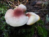 Tricholomopsis rutilans image