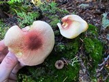 Tricholomopsis rutilans image