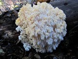 Hericium abietis image