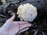 Hericium abietis image