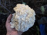 Hericium abietis image