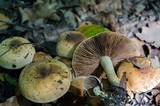 Pholiota highlandensis image