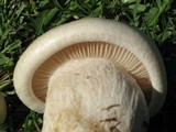 Lepista caffrorum image