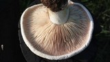 Lepista caffrorum image