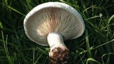 Lepista caffrorum image
