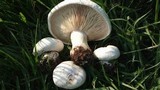 Lepista caffrorum image