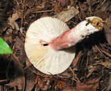 Russula mariae image