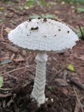 Amanita veldiei image