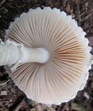 Amanita veldiei image