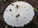Amanita veldiei image