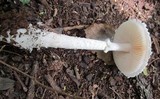 Amanita veldiei image