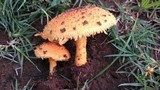 Agaricus crocopeplus image