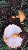 Agaricus crocopeplus image