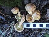 Pholiota squarrosa image